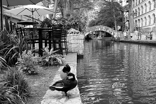 Canal-side terrace and stone bridge, a duck in the near water