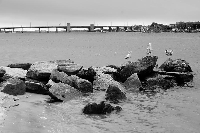 Gulls standing on a rock breakwater, a bridge on the far horizon