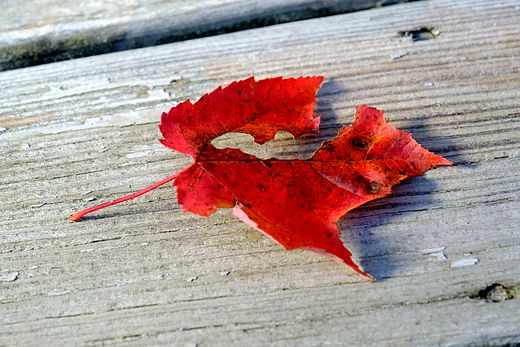 Red maple leaf on a weathered board