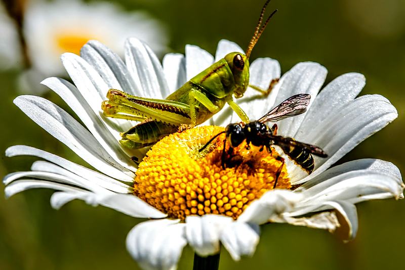 Grasshopper and a bee sharing the centre of an oxeye daisy