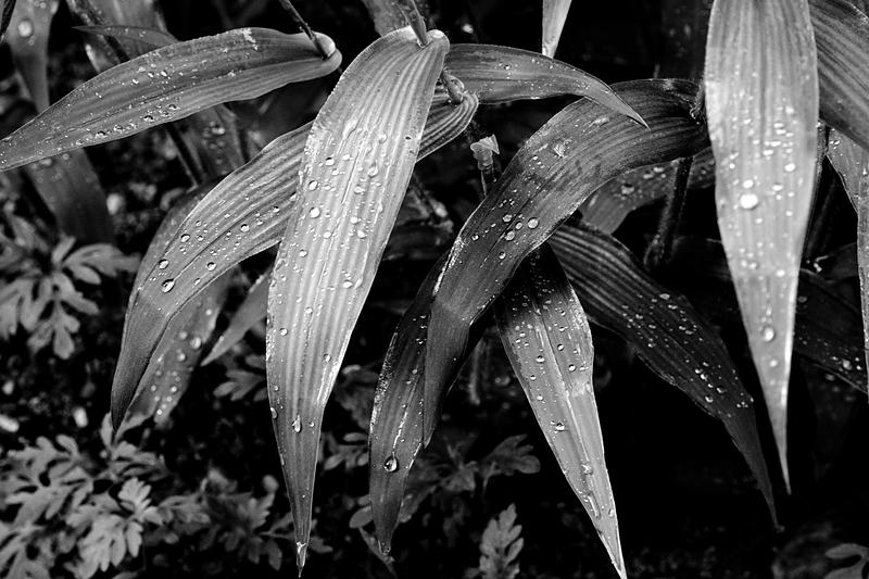Black and white leaves beaded with water droplets