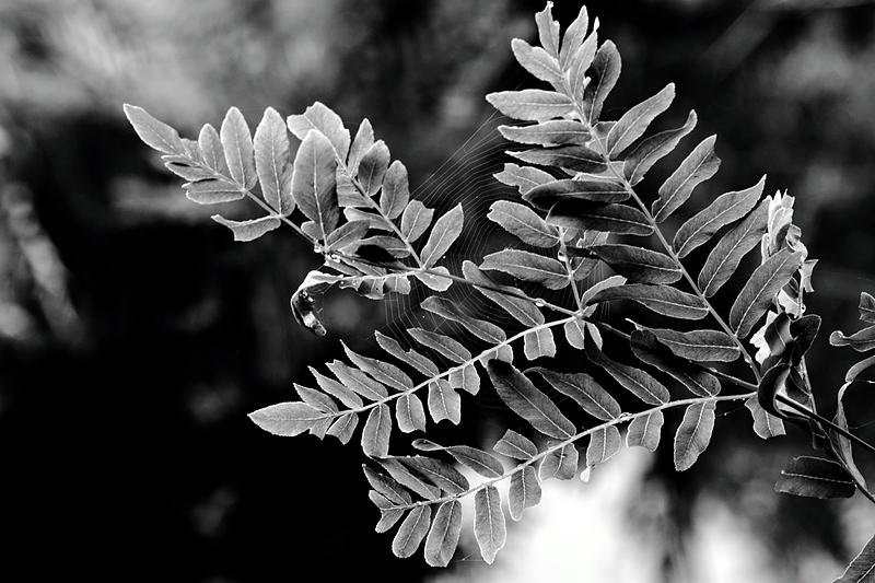 Black and white fern frond against dark ground