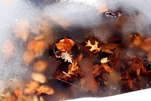 Frosted leaves locked under a skin of ice