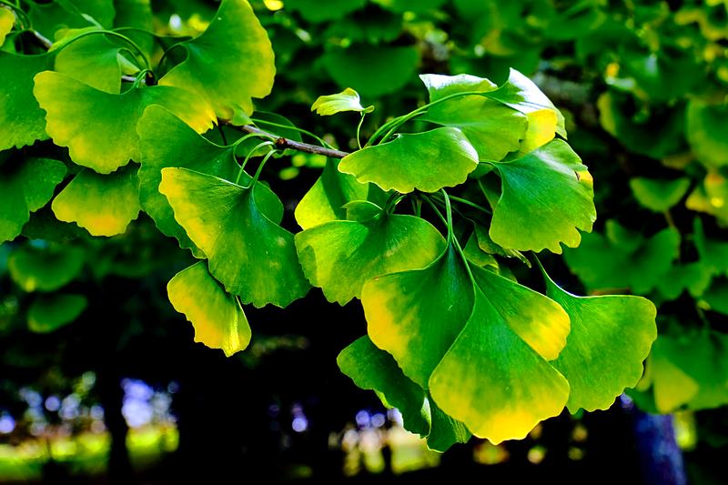 Ginkgo leaves backlit to a translucent green