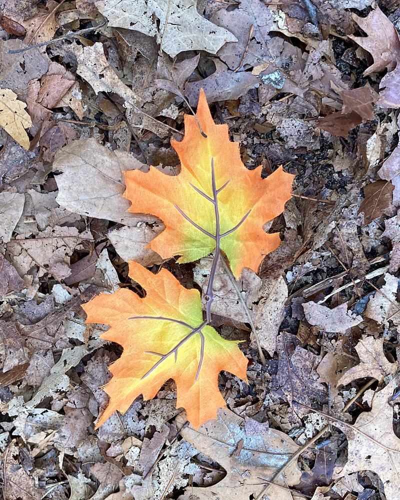 Two maple leaves lying on the forest floor