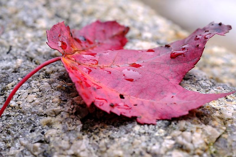 A single red leaf on pale stone