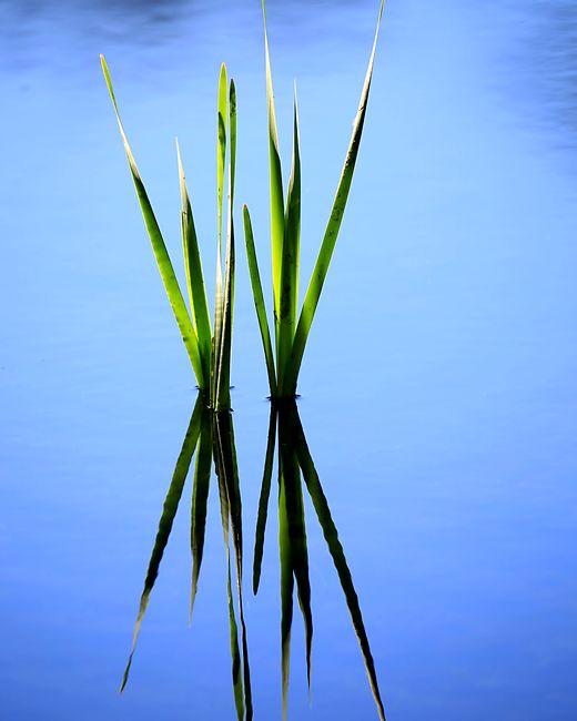 Reeds and their reflection in pale blue water