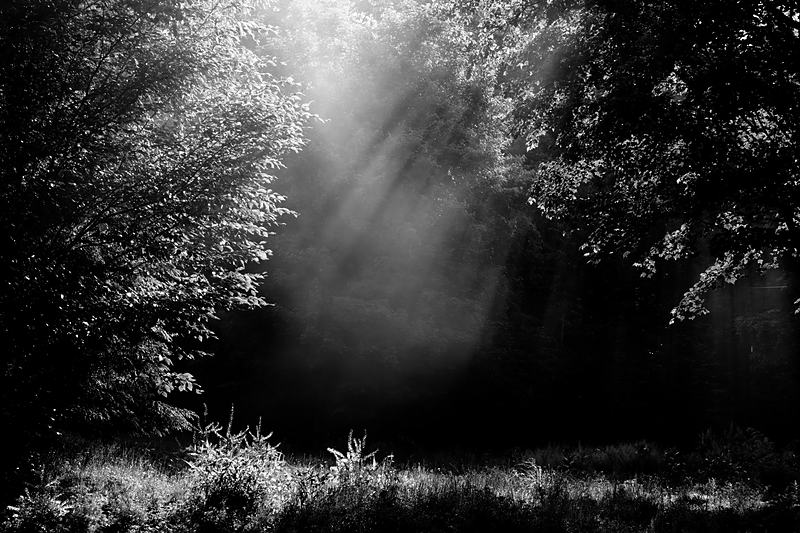 Black and white woodland cut by shafts of light