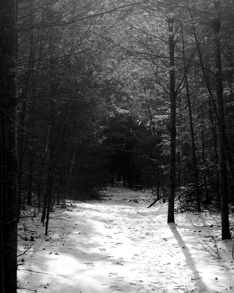 Black and white snow and bare trunks