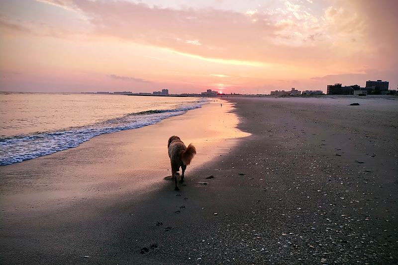 Dog walking a wide empty beach at dawn