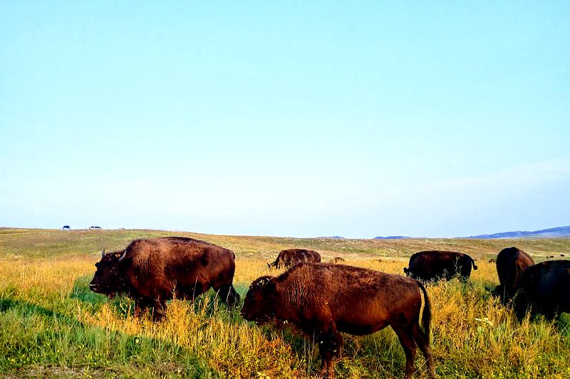 Bison grazing on open grassland
