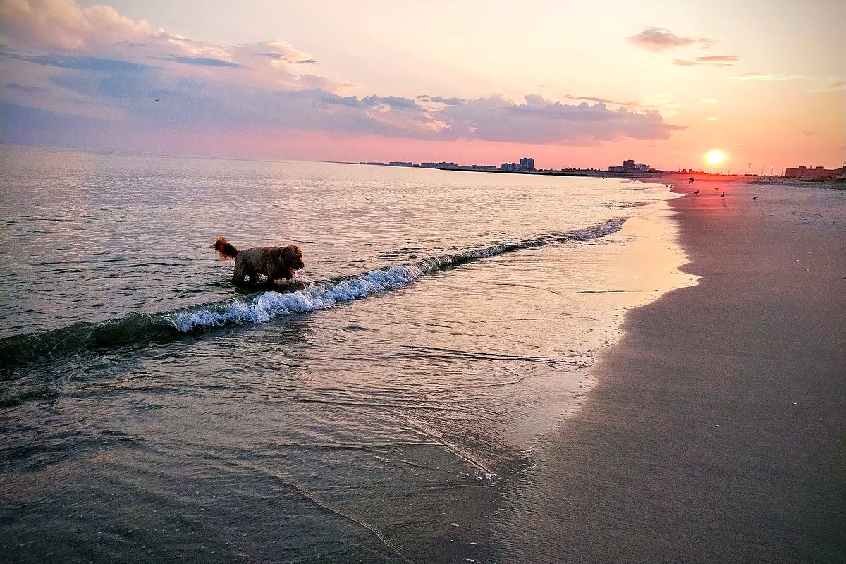 Dog running through the surf at sunrise