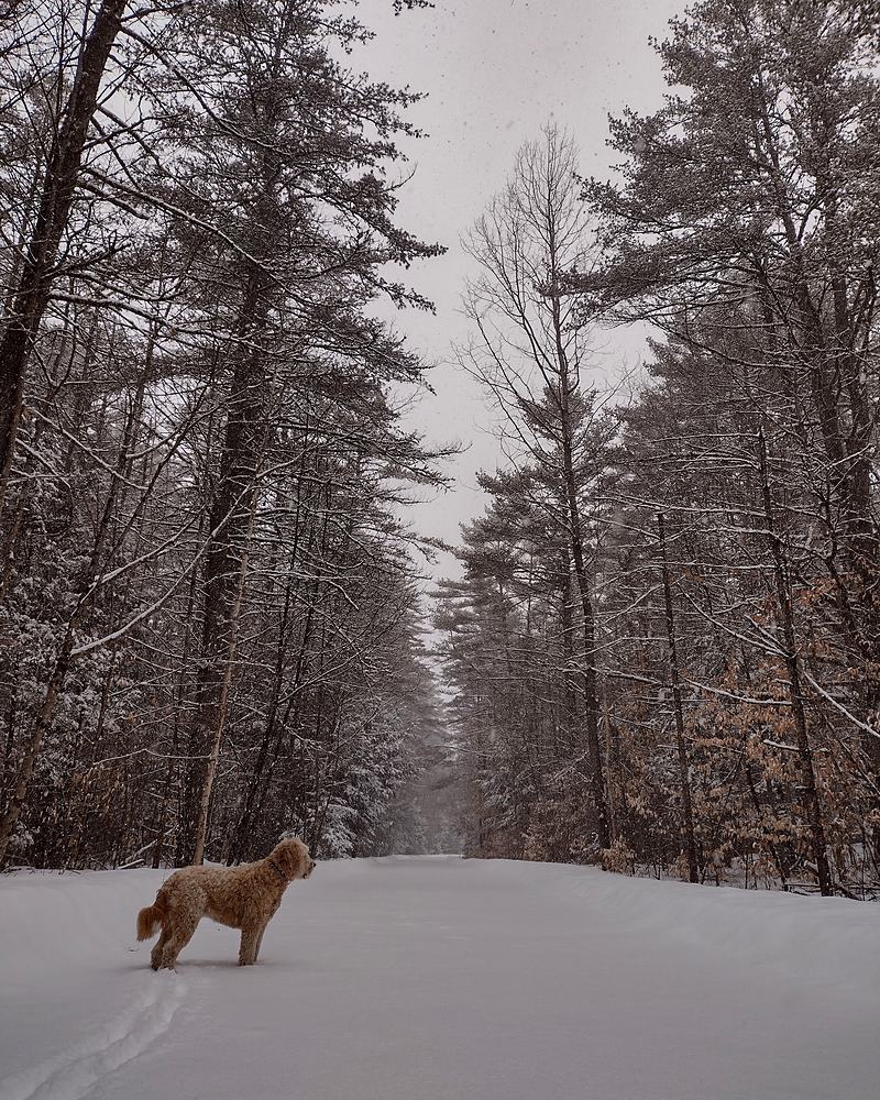 Dog standing on a snow-covered track in winter woods