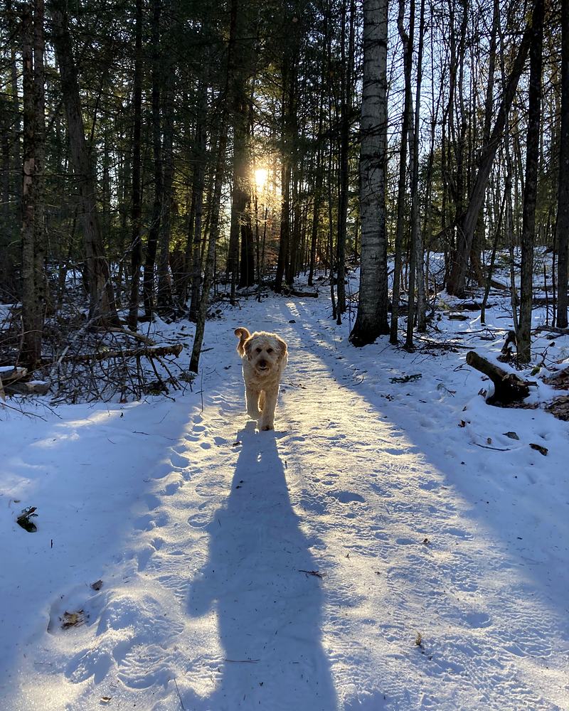 Dog on a snowy trail, its shadow thrown long toward the camera