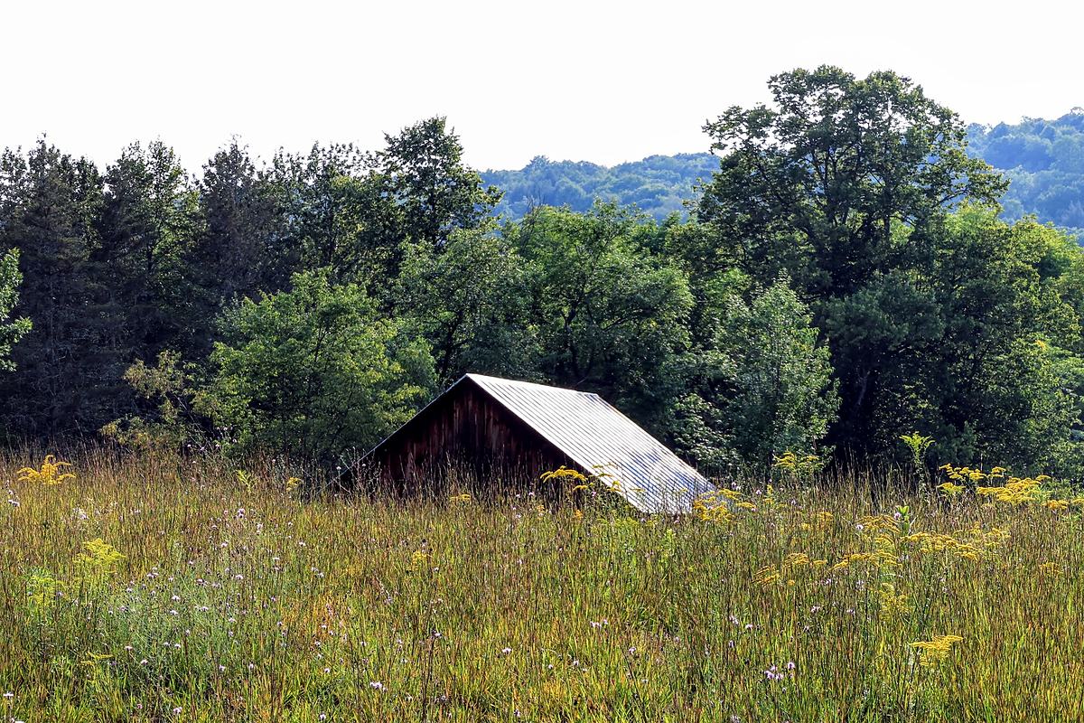 A barn standing in long summer grass