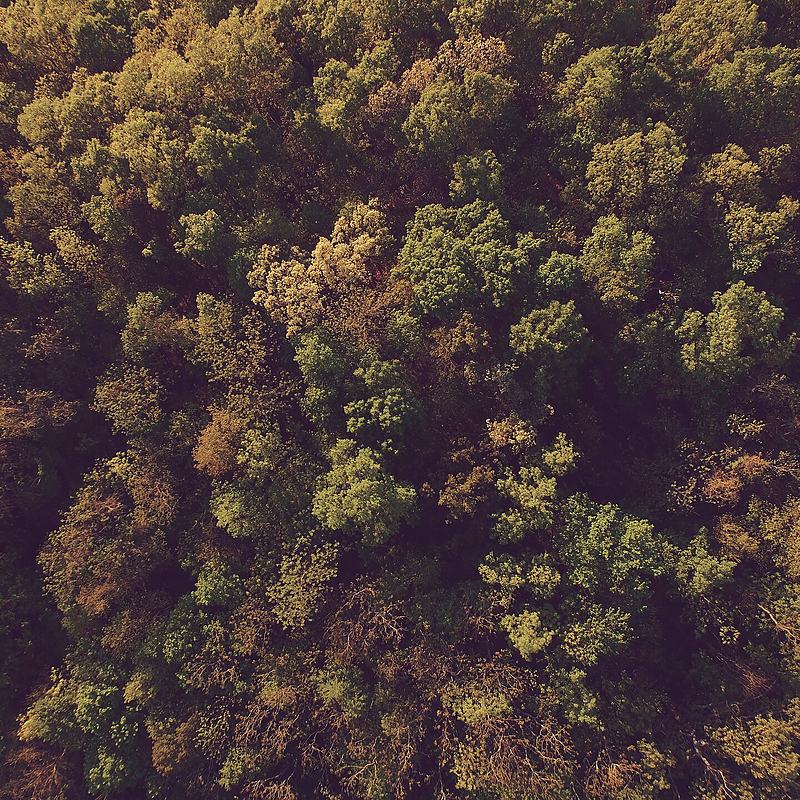 Reference frame: aerial view straight down onto autumn woodland