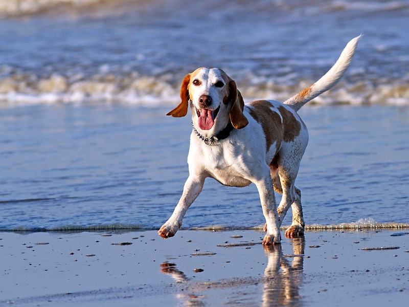 Reference frame: a beagle running through shallow surf