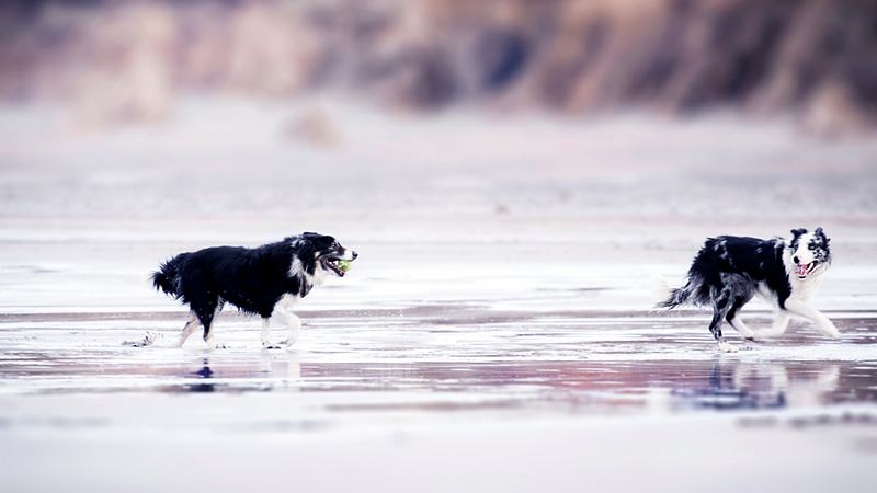 Reference frame: two collies running through shallow water