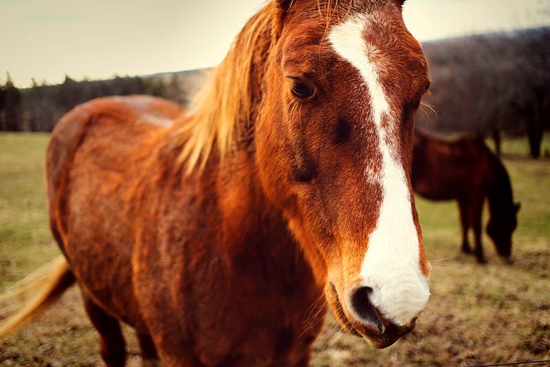 Reference frame: a horse photographed in its paddock
