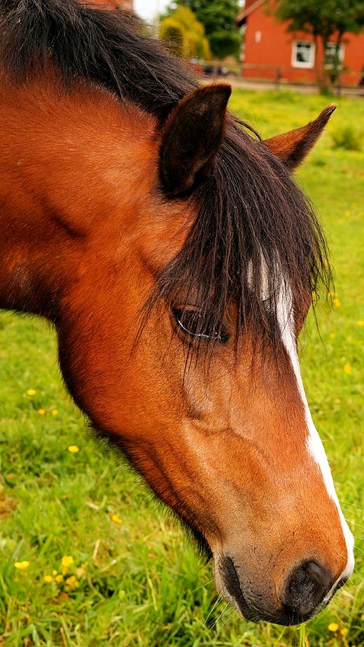 Reference frame: a horse grazing, photographed close