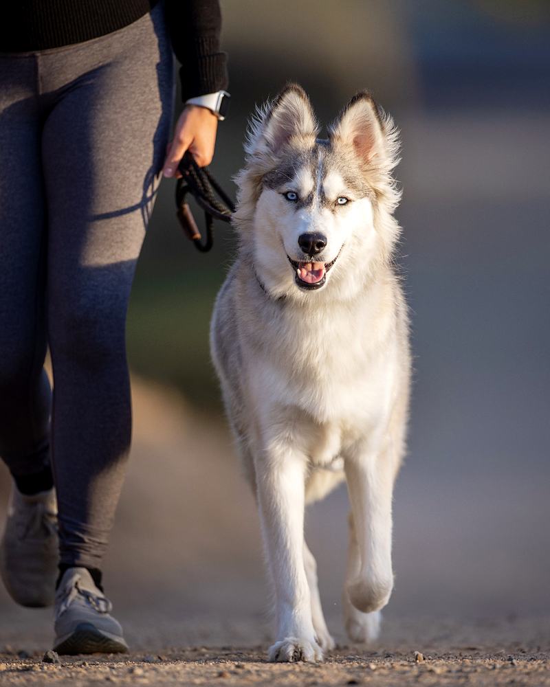 Reference frame: a husky running alongside its owner