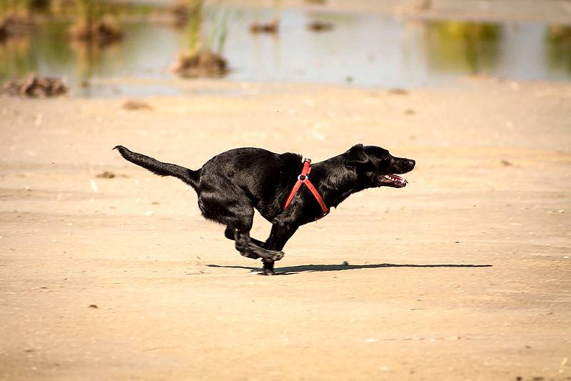 Reference frame: a black labrador sprinting, seen from a low angle