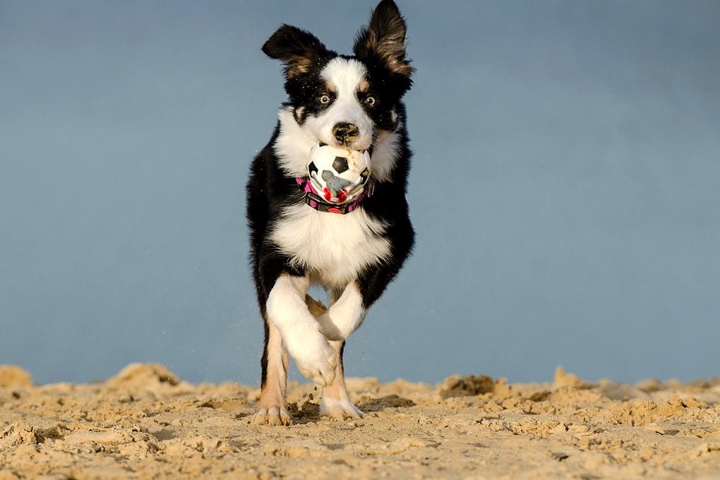 Reference frame: a border collie leaping on the sand