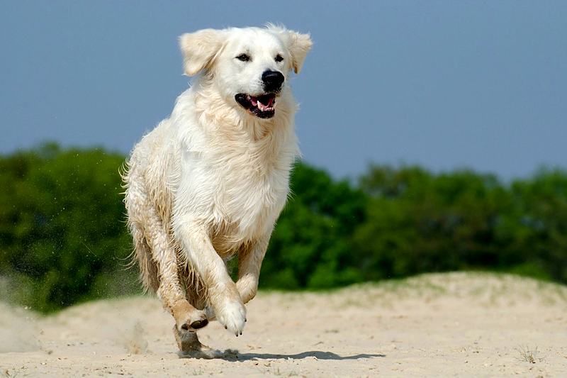 Reference frame: a golden retriever running towards the camera