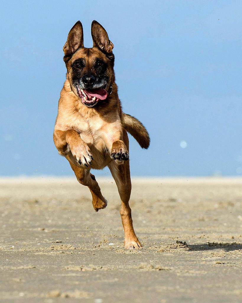 Reference frame: a german shepherd at full stretch on the beach