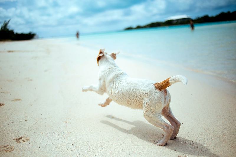 Reference frame: a small dog running along a turquoise shoreline