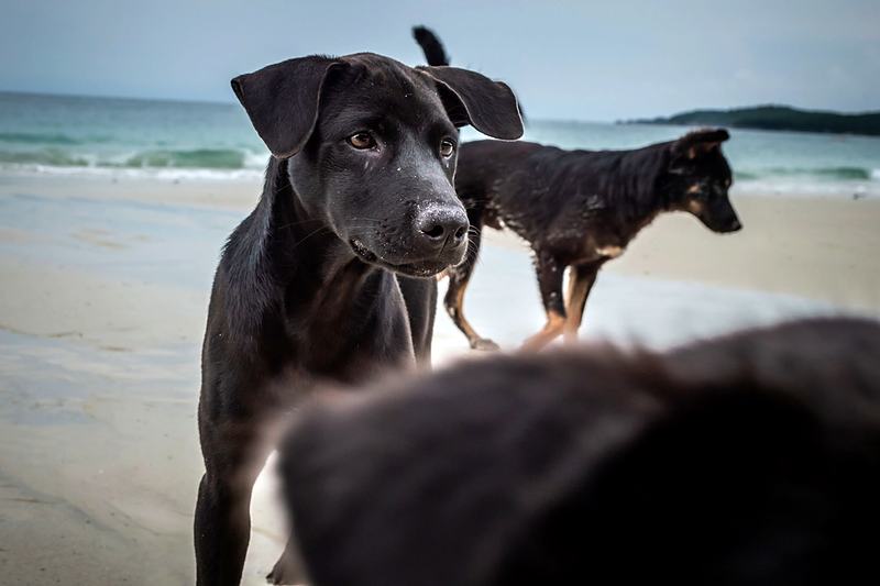 Reference frame: two dogs together on the beach