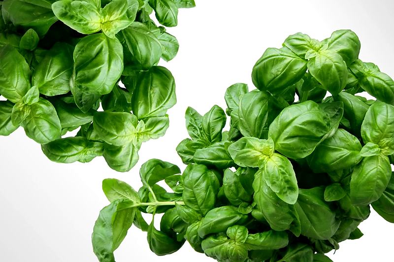 Reference frame: fresh basil on a white background