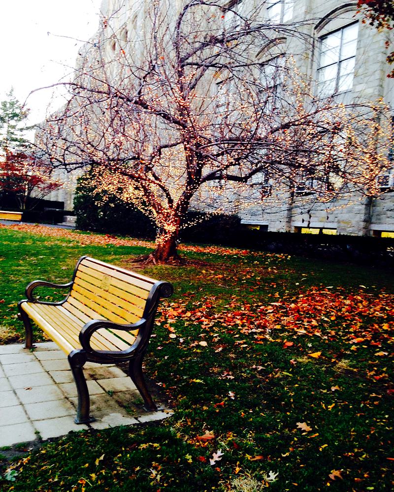 Reference frame: a bench under a tree on an autumn lawn