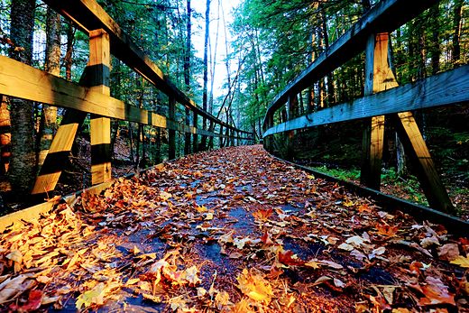 Wet autumn leaves scattered across a blue-green boardwalk