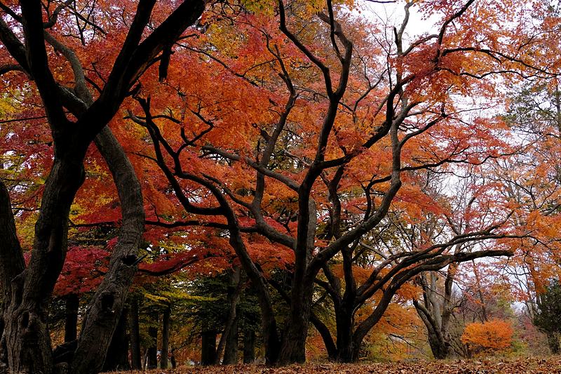 Red maple canopy filling the whole frame