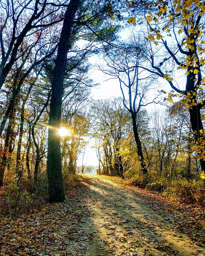 Backlit autumn lane, sun coming through the trunks