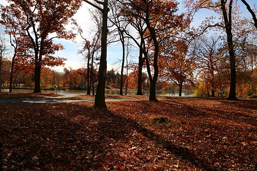 Bare autumn trees throwing long shadows over leaf litter