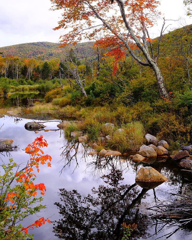 Autumn stream running between banks of red foliage