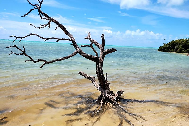 Dead tree rooted in turquoise shallows