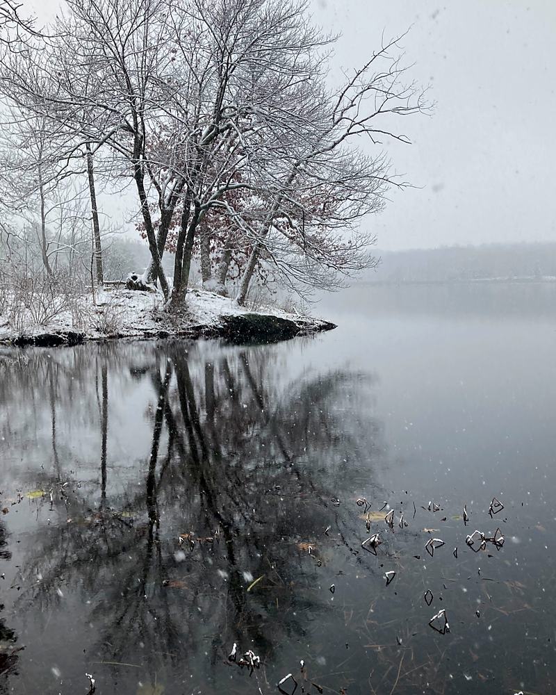 A single bare tree standing in still misted water